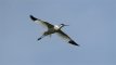 Avocette élégante