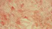 Hygrocybe cantharellus - Cellules de l'épicutis (couche supérieure de la (...)