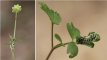 Puccinia adoxae - rouille de la moscatelline sur moscatelline - Adoxa (...)