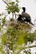 Grands Cormorans