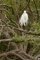 Grande Aigrette