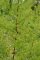 Artemisia annua - Armoise annuelle (détail)