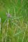 Cirsium palustre (tourbière des Froux)