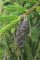 Picea orientalis - cône femelle