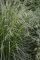 Poa palustris - Pâturin des marais