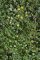 Ranunculus flammula (étang de la Benette)