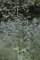 Scrophularia auriculata - Scrofulaire aquatique