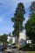 Séquoia géant - Sequoiadendron giganteum