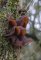 Auricularia auricula-judae - Oreille de judas