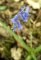 hyacinthoides non scripta