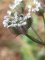 19 - Torilis japonica - Torilis du Japon