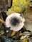 Russula fragilis - Russule fragile