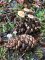 Baeospora myosura - Collybie queue de souris