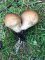 Lycoperdon piriforme - Vesse de Loup en poire, avec ses rhyzoïdes (fausses (...)