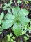 Mercuriale vivace - Mercurialis perennis - fleur mâle
