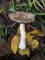 Agaricus semotus - Agaric solitaire