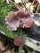 Auricularia auricula-judae - Oreille de juda