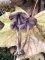 Mycena maculata - Mycène tachetée