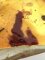 Cortinarius elegantissimus - réaction rouge vineux à la potasse (chapeau)