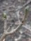 Acer pseudo-platanus , bourgeon