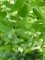 Celtis tournefortii - détail des feuilles