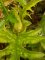 Cirsium oleraceum - Cirse maraicher