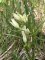 Céphalanthère pâle - Cephalanthera damasonium