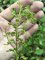 listère à feuilles ovales - Neottia ovata