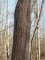 Salix caprea, écorce