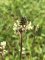 Plantago lanceolata - Plantin lancéolé
