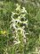 Platanthera bifolia - Orchis à deux feuilles