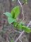 prunus cerasifera, feuilles
