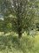 Sorbus x thuringiaca - Sorbier de Thuringe