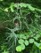 Cirsium palustre - Cirse des marais