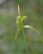 Carex demissa (tourbière des Froux)