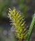 utricules de Carex vesicaria (étang de la Benette)