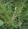 Calluna vulgaris (tourbière des Froux)