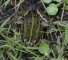 grenouille verte (étang de la Benette)