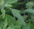Chenopodium ficifolium - Chénopode à feuille de figuier (feuille)