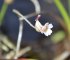 Pinguicula lusitanica - fleur (tourbière des Froux)