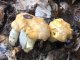 Cantharellus pallens, girolle pruineuse