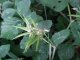 3 - Astragalus glycyphyllos, fruits