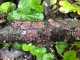 Peniophora quercina - Corticie du chêne