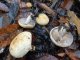 Cueillette à Marly : Cortinarius myxoanomalus