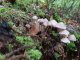 Cueillette à Marly : Mycena galericulata