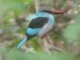 Martin-chasseur à poitrine bleue (Halcyon malimbica), Photo John (...)