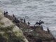 Cormorans huppé et Goéland marin