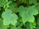 Erable sycomore - Acer pseudoplatanus