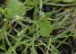 Littorella uniflora et feuilles d'Hydrocotyle (étang de la Benette)