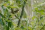 Fauvette grisette